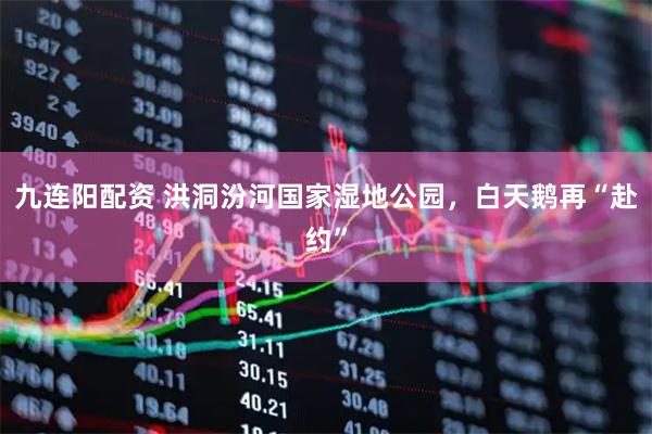 九连阳配资 洪洞汾河国家湿地公园，白天鹅再“赴约”